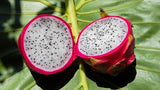 Fresh Dragon Fruit (Each)