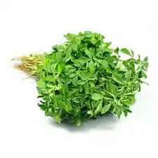 Fresh methi leaves from ZabhiaNow, vibrant green herb with delicate, feathery foliage, ideal for cooking and garnishing.