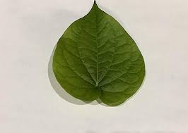 Five fresh ZabhiaNow Paan leaves arranged on a white background, showcasing their vibrant green color and natural texture.