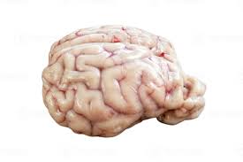 Goat Brain – Fresh Halal Offal | Creamy & Delicate