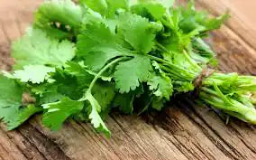 Fresh ZabhiaNow cilantro bunch with vibrant green leaves and delicate stems on a white background.