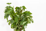 GONGURA