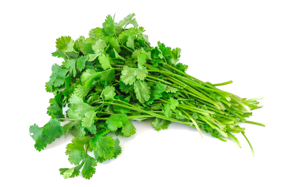 Cilantro