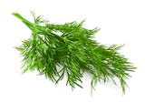 Dill Leaves