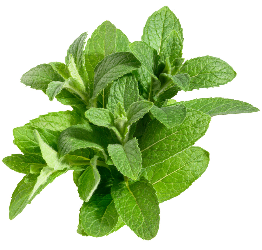 MINT