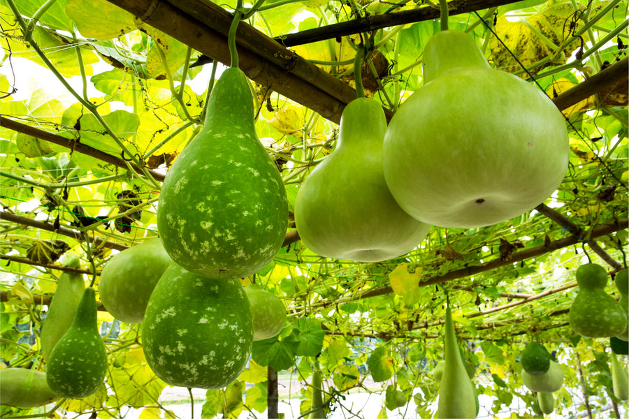 BENGALI SQUASH
