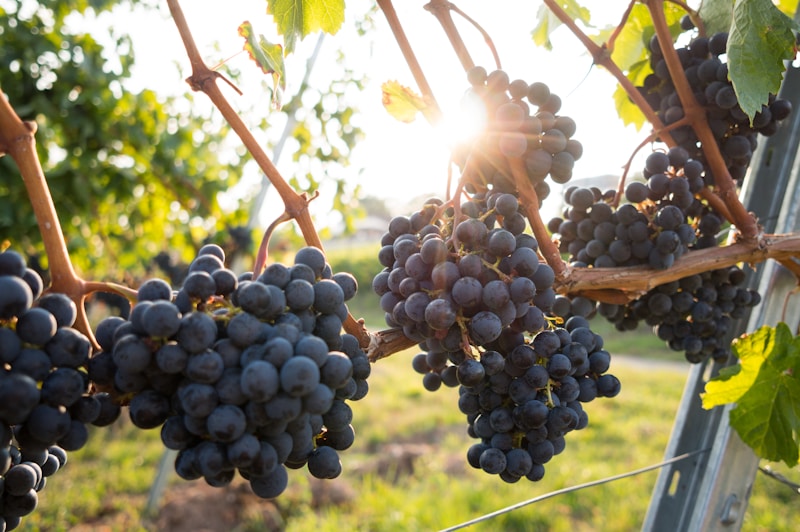 Fresh Red Grapes (1 LB) - Buy Fresh Online