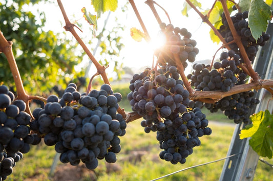 Fresh Red Grapes (1 LB) - Buy Fresh Online