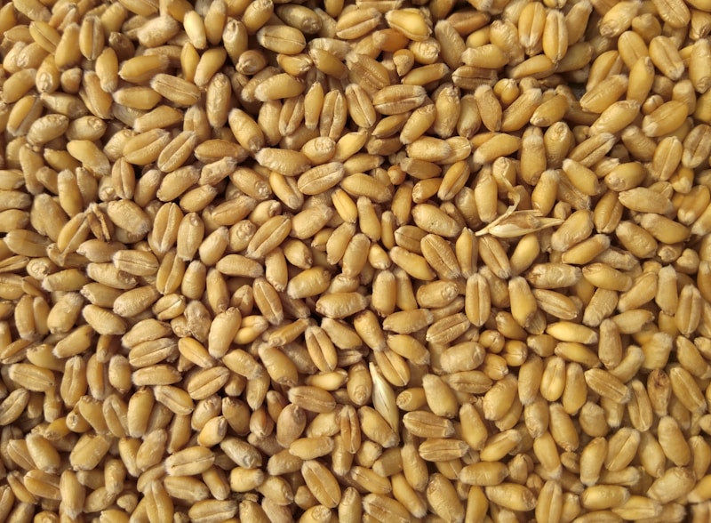 Swad Ragi Flour 28 oz (800g) - Flours & Grains